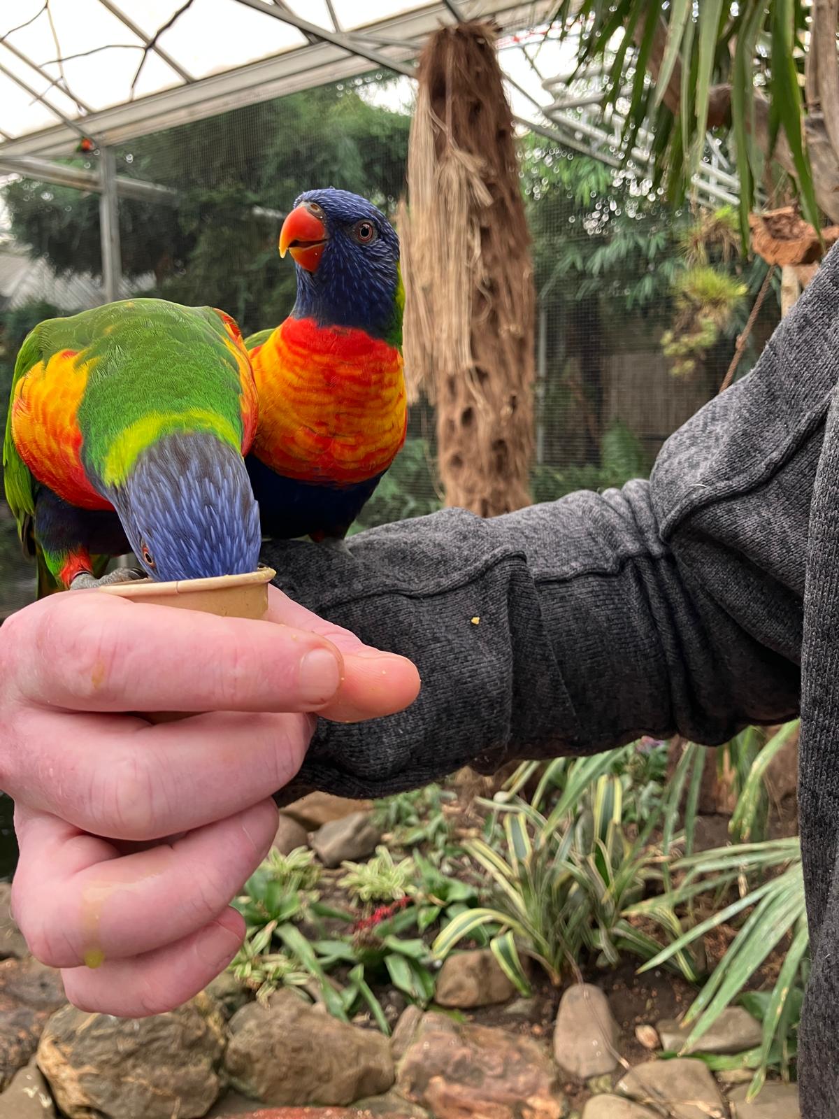 Foto 51 bij artikel "Uitje naar de Orchideenhoeve in Luttelgeest".